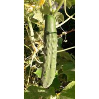 Sandveld Seeds English Cucumber